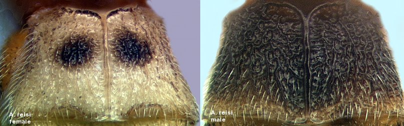 images of A. reisi male and female MT I